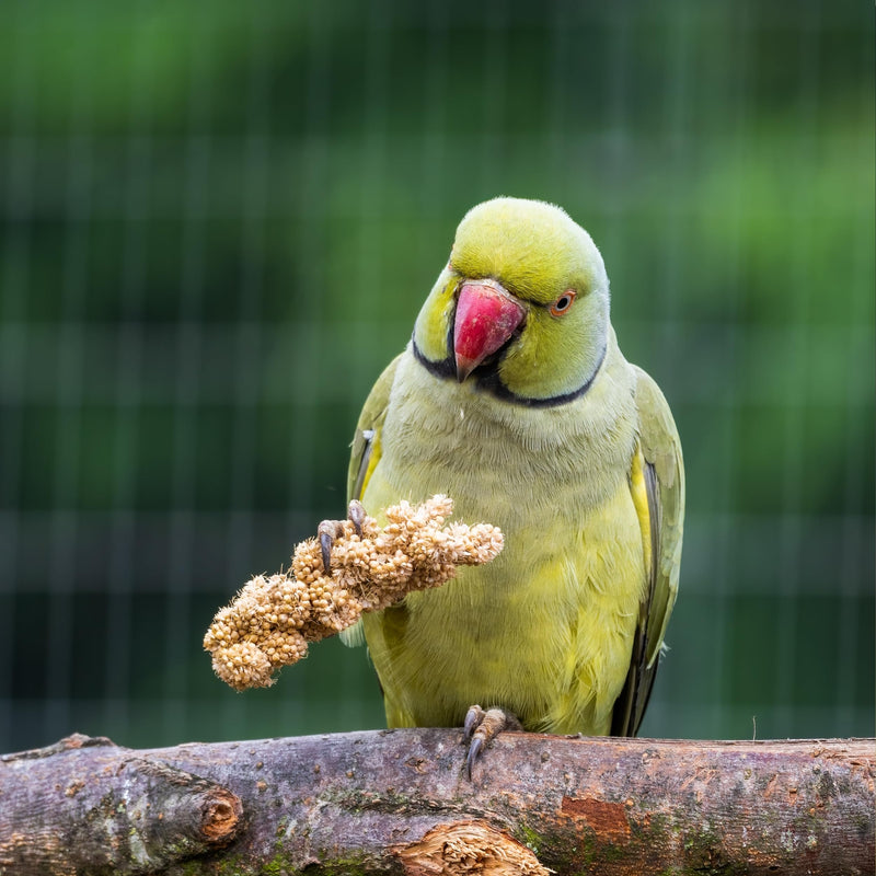 Birds LOVE Millet Tips & Tails for Birds - Parakeets, Cockatiels, Lovebirds, Finches, Budgies, Canaries, Cockatoos - Natural & Healthy Millet for Birds - Parakeet Food & Treats for All Parrots, 1lb