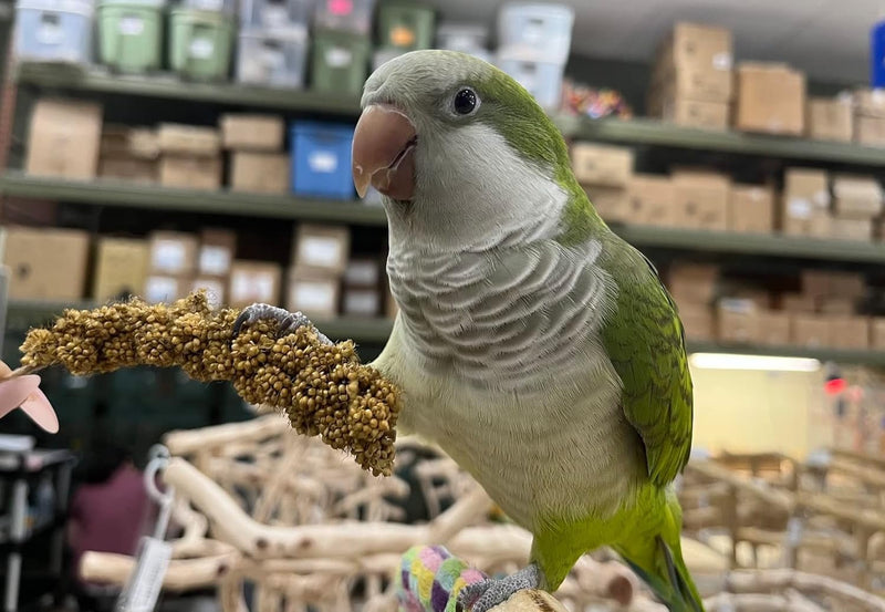 Birds LOVE Millet Tips & Tails for Birds - Parakeets, Cockatiels, Lovebirds, Budgies, Canaries, Cockatoos - Natural & Healthy Millet for Birds, Parakeet Food & Treats for all Parrots, 5oz (Pack of 94)