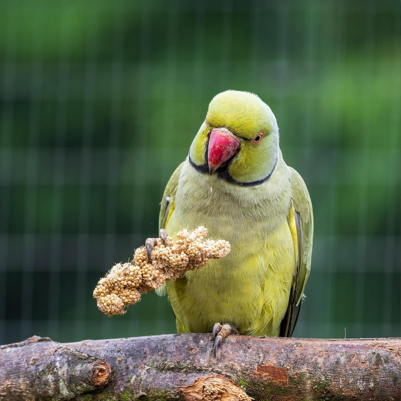 Birds LOVE Millet Tips & Tails for Birds - Parakeets, Cockatiels, Lovebirds, Budgies, Canaries, Cockatoos - Natural & Healthy Millet for Bird, Parakeet Food & Treats for All Parrots, 1lb (Pack of 25)
