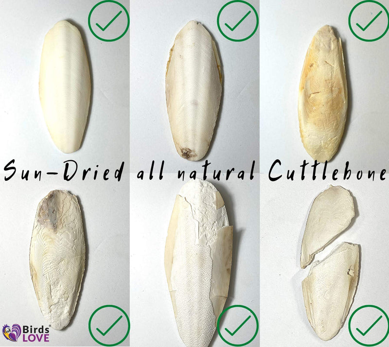 Birds LOVE 4-Piece Natural Cuttlebone 3.5–4-Inch with Holder – Natural Calcium & Trace Mineral Block for Birds & Reptiles – Beak-Trimming Chew Supplement – Safe, 100% Pure, No Fillers