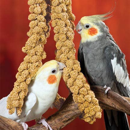 USA Grown Spray Millet for Birds–Midwest Harvest, 1 lb Premium Natural Non-GMO Whole Millet Sprays for Parakeets, Cockatiels, Budgies, Conures, Lovebirds, Finches & Parrots