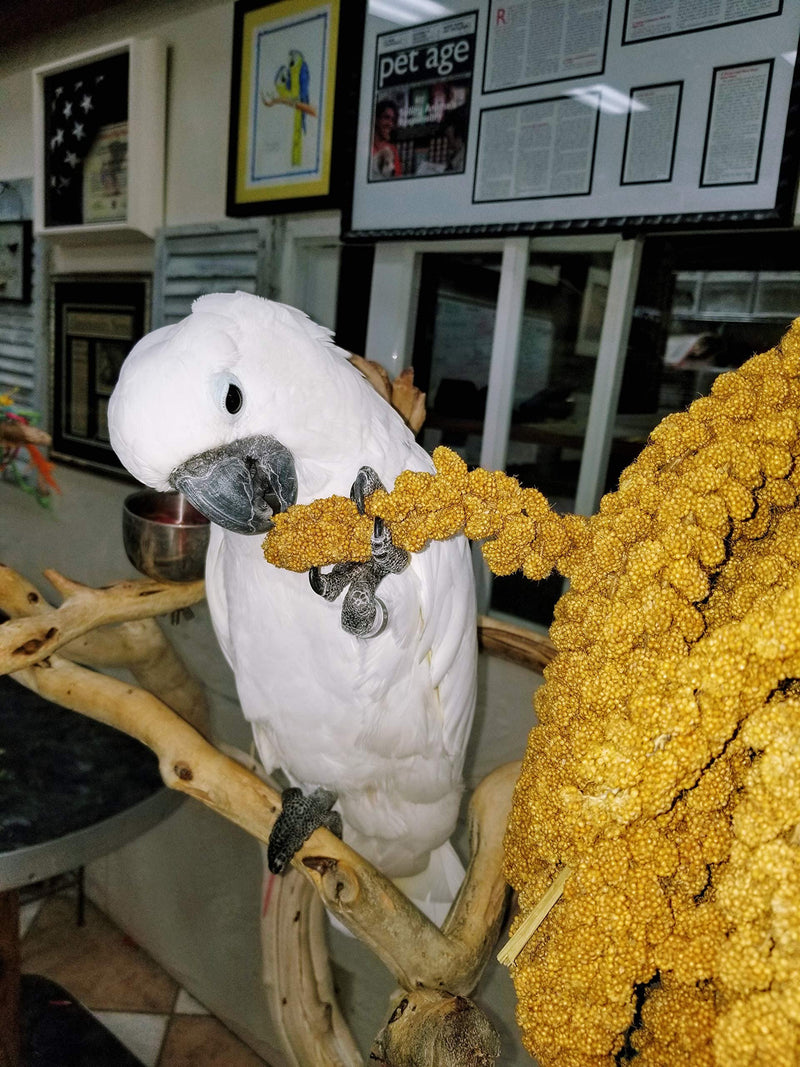 Birds LOVE Spray Millet – 1 lb GMO-Free, No Stems (Edible Tops Only) – Healthy Treat for Cockatiels, Lovebirds, Parakeets, Finches & Canaries