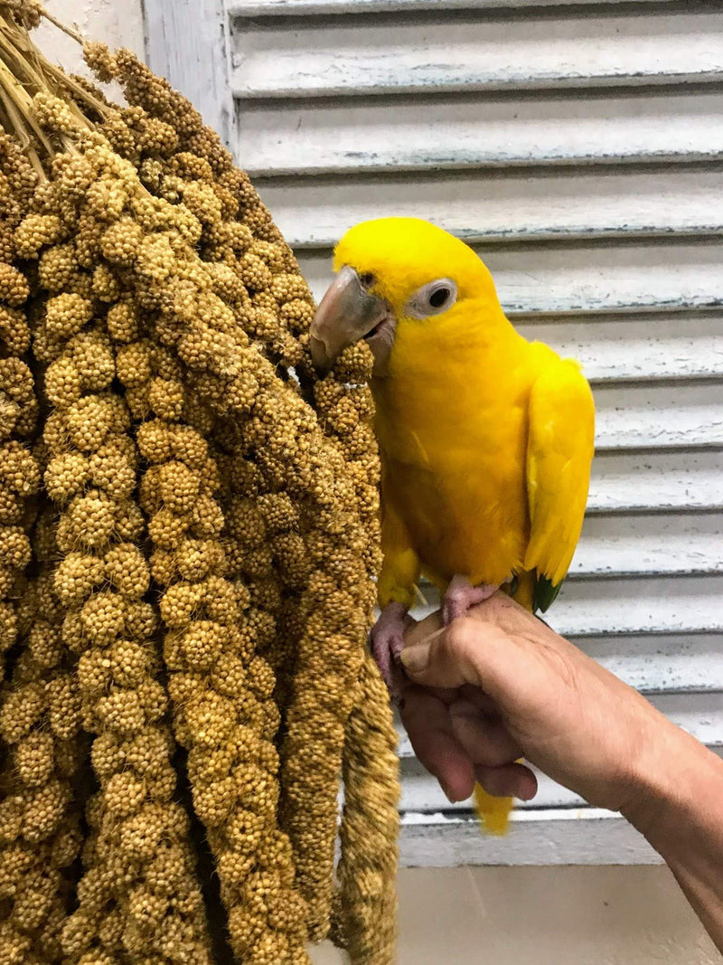 USA Grown Spray Millet for Birds–Midwest Harvest, 1 lb Premium Natural Non-GMO Whole Millet Sprays for Parakeets, Cockatiels, Budgies, Conures, Lovebirds, Finches & Parrots