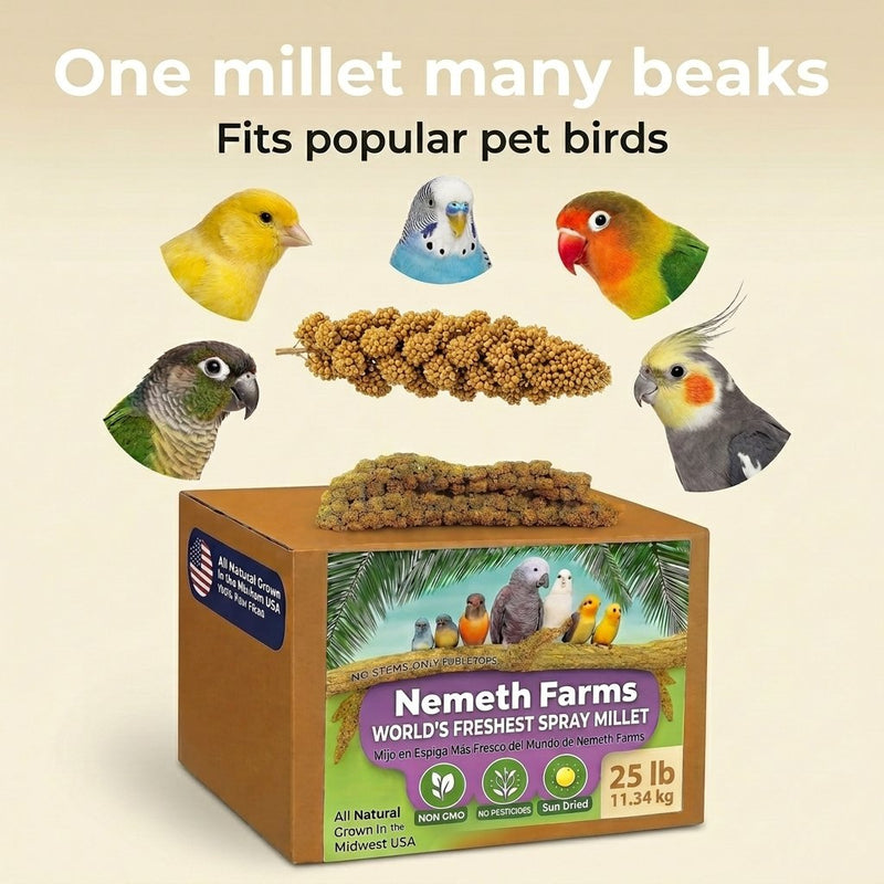 USA Grown Spray Millet for Birds – Midwest Harvest, 25 lb Premium Natural Non - GMO Whole Millet Sprays for Parakeets, Cockatiels, Budgies, Conures, Lovebirds, Finches & Parrots