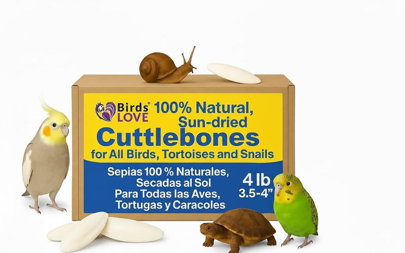 Birds LOVE Natural Cuttlebone – Premium Calcium for Cockatiel, Parrots, Tortoise, Snails, Crabs and Chinchillas - Pure Cuttlebone for Birds - Parakeet Food and Bird Treats - 4lb, Size 3.5 to 4"