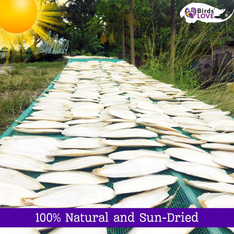 Birds LOVE Natural Cuttlebone | 100% Pure Sun-Dried Calcium Supplement for Birds, Tortoises, Snails & Crabs | Supports Beak & Shell Health | Easy to Chew | 2 Pack, Size 3.5 to 4"
