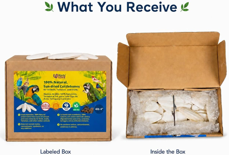 Birds LOVE Natural Cuttlebone - 4 lb bulk, 3.5-4"