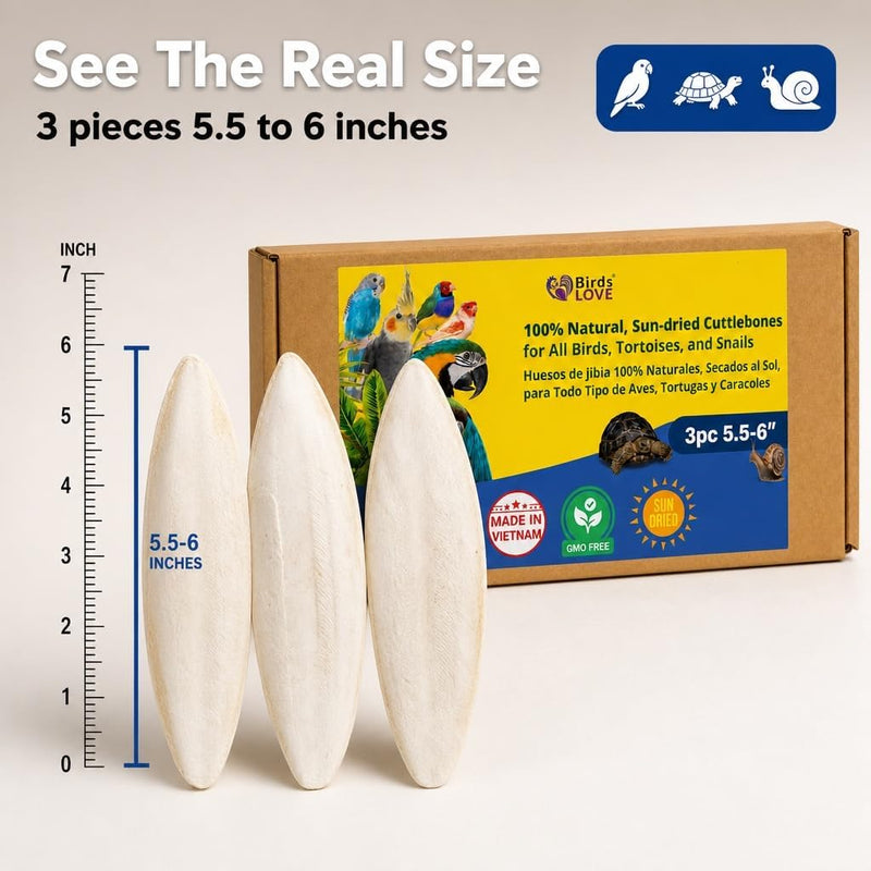 Birds LOVE Natural Cuttlebone - 3 Pack, 5.5-6"