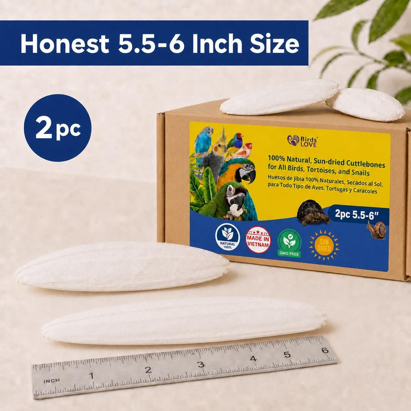Birds LOVE Natural Cuttlebone - 2 Pack, 5.5-6"