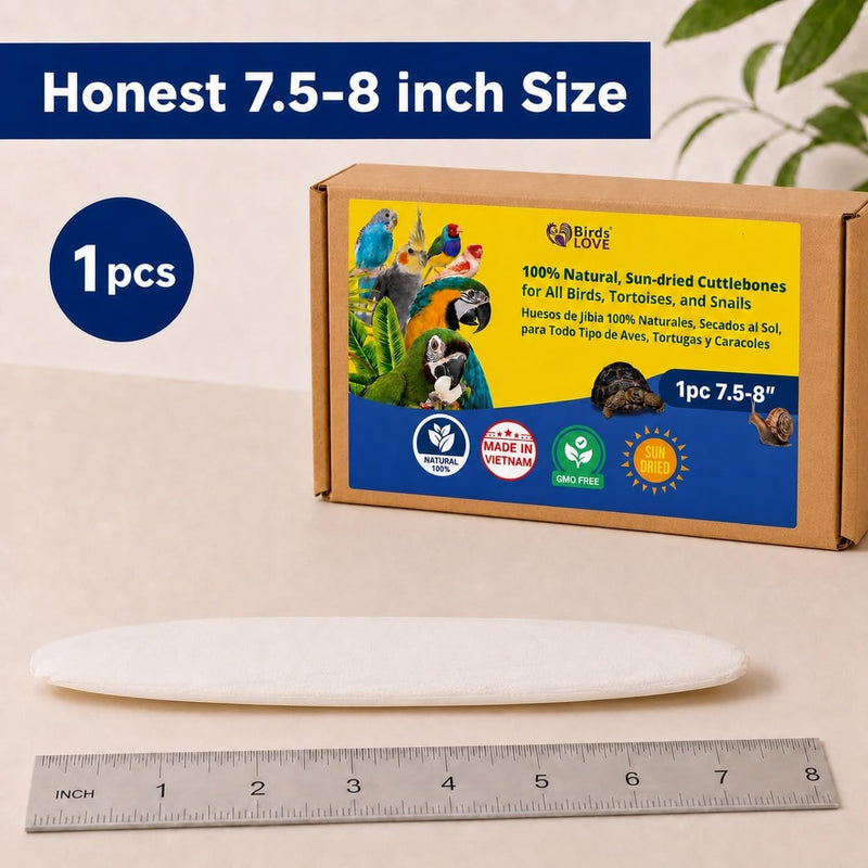 Birds LOVE Natural Cuttlebone - 1 Pack, 7.5-8"