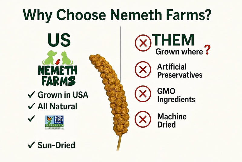 Nemeth Farms Spray Millet - Edible Tops Only, Non-GMO and Sun-Dried - 1 lb for Parakeets, Canaries and Finches