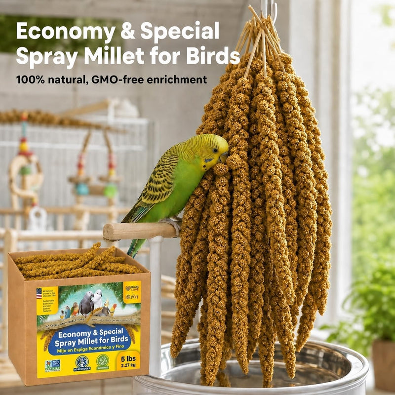 5lbs Economy & Special Spray Millet for Birds - GMO-Free, No Stems (Only Edible Tops) - 100% Natural Sun-Dried Foraging Treat for Cockatiels, Lovebirds, Parakeets, Finches & Canaries