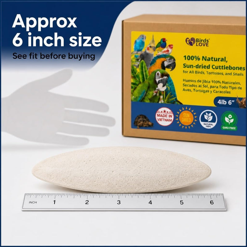 Birds LOVE Natural Cuttlebone - 4 lb bulk, 5.5-6"