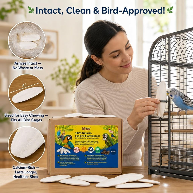Birds LOVE Natural Cuttlebone - 4 lb bulk, 3.5-4"