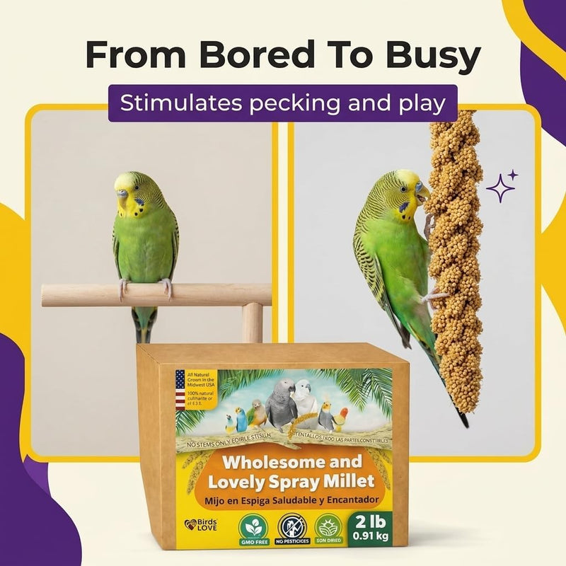 Birds LOVE 2 LB Wholesome Spray Millet for Birds - USA Grown, Non-GMO, Natural Sun-Dried Millet Sprays - Thick Seed-Rich Clusters for Parakeets, Budgies, Cockatiels, Conures, Finches & Parrots