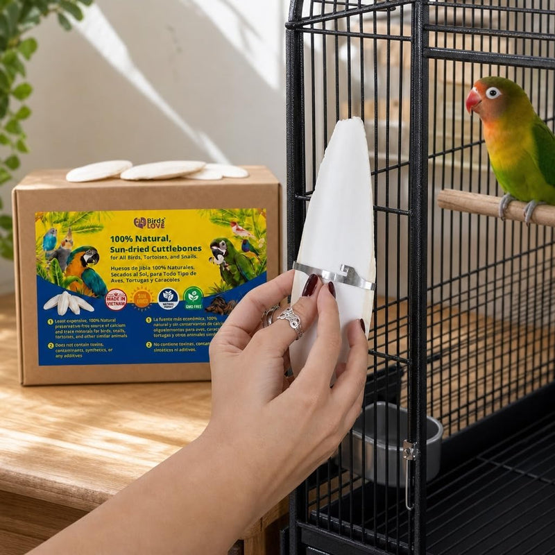 Birds LOVE Natural Cuttlebone - 2 Pack, 3.5-4"