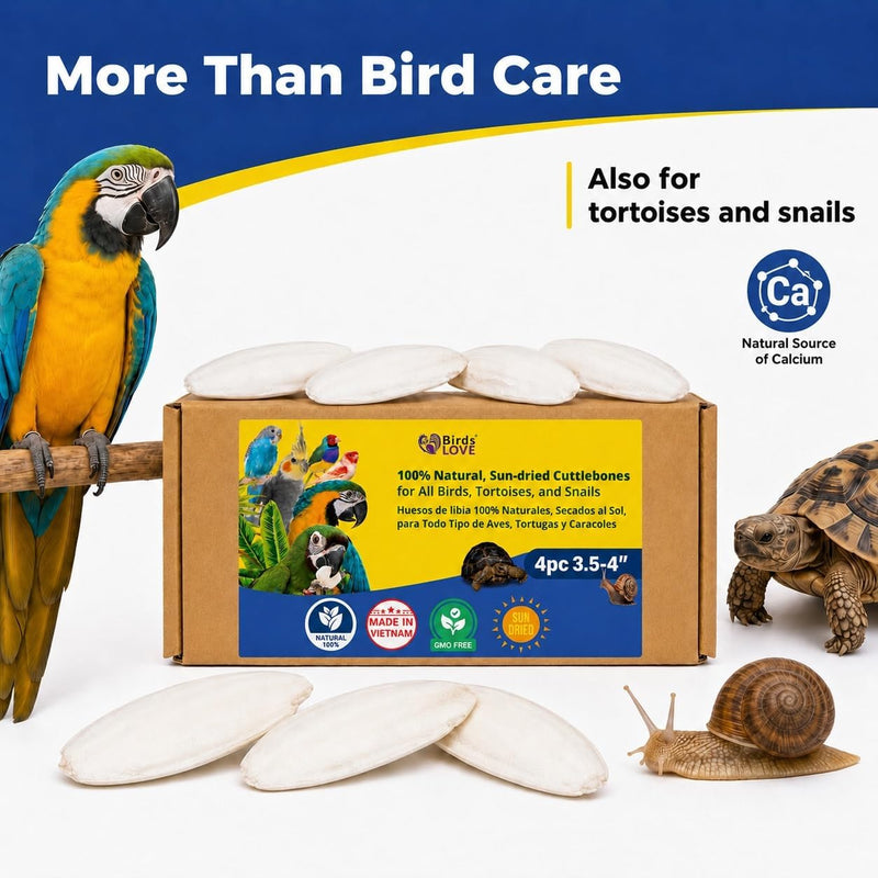 Birds LOVE Natural Cuttlebone - 4 Pack, 3.5-4"