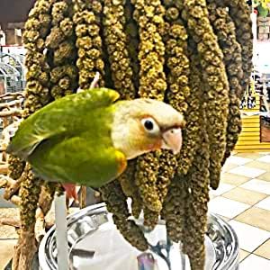 25lbs Economy & Special Spray Millet for Birds - GMO-Free, No Stems (Only Edible Tops) - 100% Natural Sun-Dried Foraging Treat for Cockatiels, Lovebirds, Parakeets, Finches & Canaries