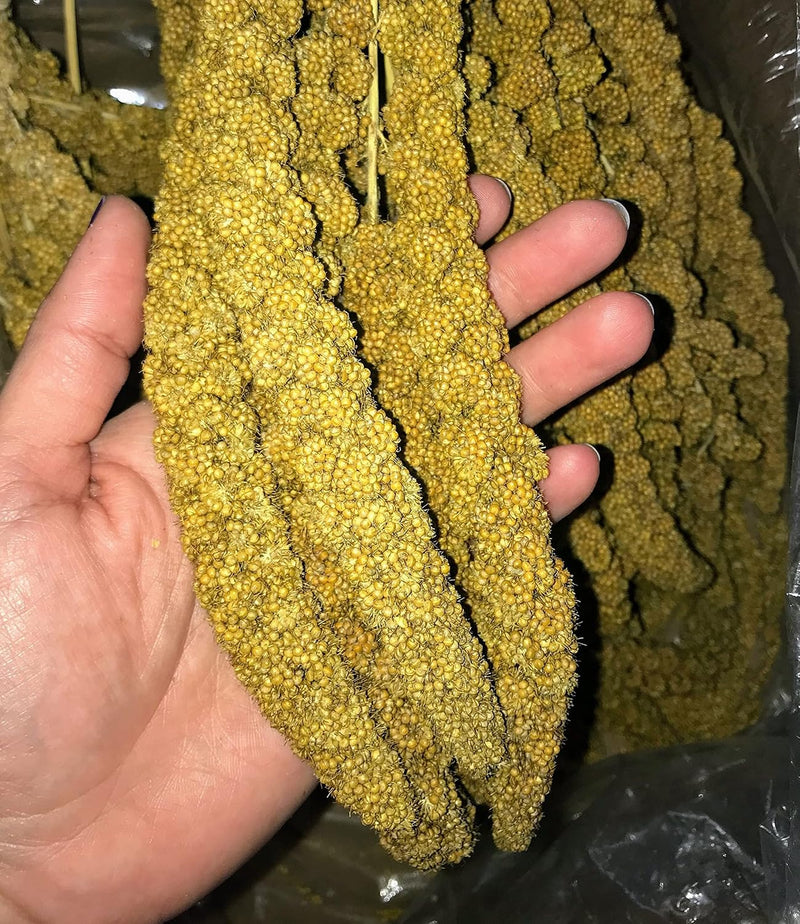 25lbs Economy & Special Spray Millet for Birds - GMO-Free, No Stems (Only Edible Tops) - 100% Natural Sun-Dried Foraging Treat for Cockatiels, Lovebirds, Parakeets, Finches & Canaries