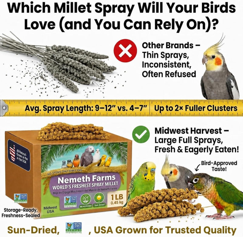 Nemeth Farms Spray Millet - Edible Tops Only, Non-GMO and Sun-Dried - 1 lb for Parakeets, Canaries and Finches
