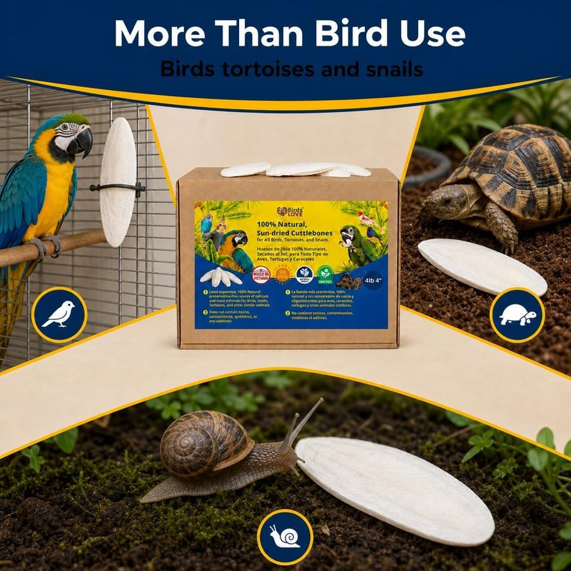 Birds LOVE Natural Cuttlebone - 4 lb bulk, 3.5-4"