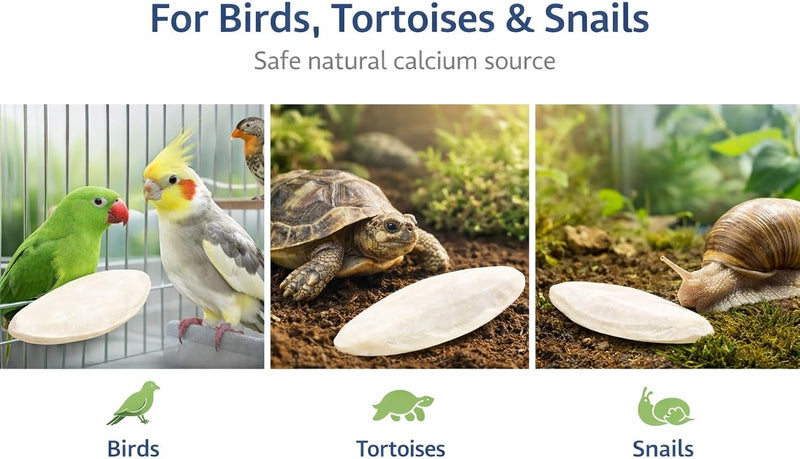 Birds LOVE Natural Cuttlebone - 12 Pack, 5.5-6"